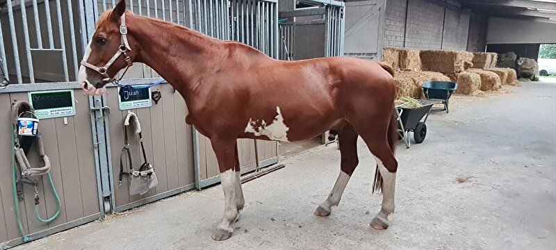 Afbeelding