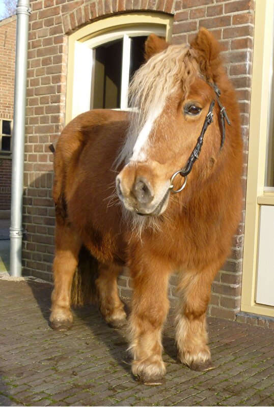 Afbeelding