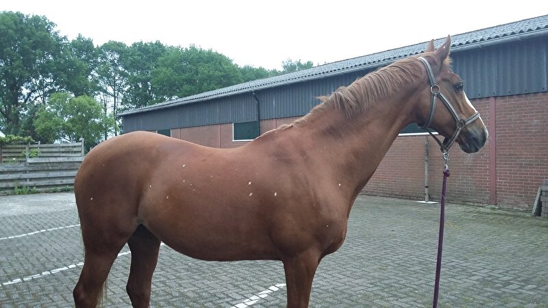Afbeelding
