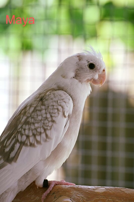 Afbeelding