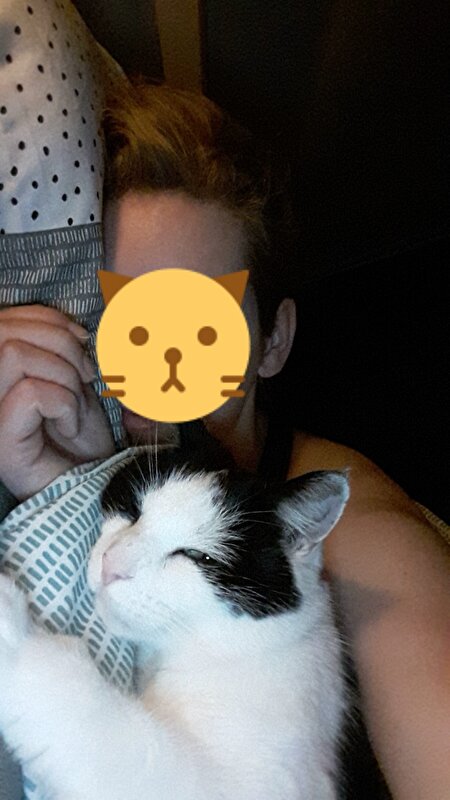 Kat miauwt \'s nachts heel veel • Bokt.nl Kat miauwt \'s nachts heel veel • Bokt.nl