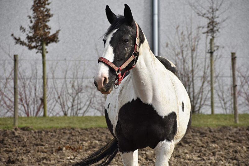 Afbeelding