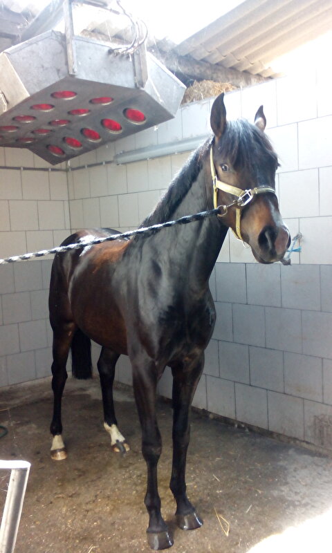 Afbeelding