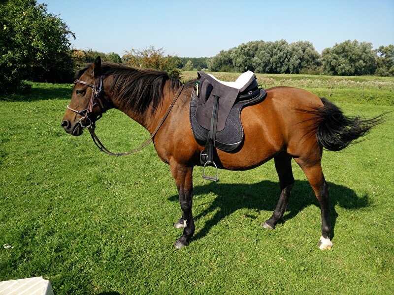 Afbeelding