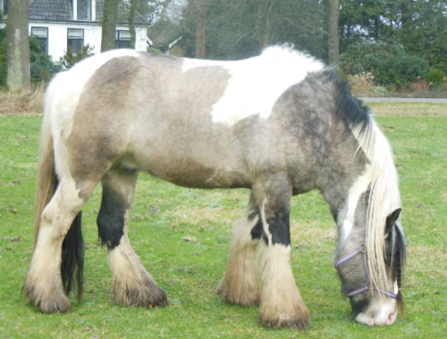 Afbeelding