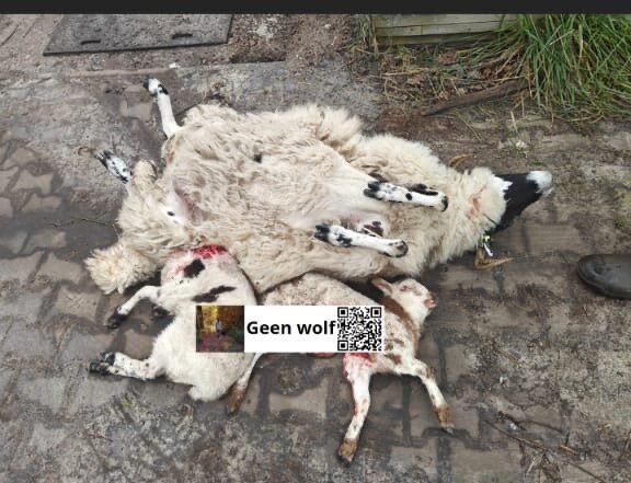 Afbeelding