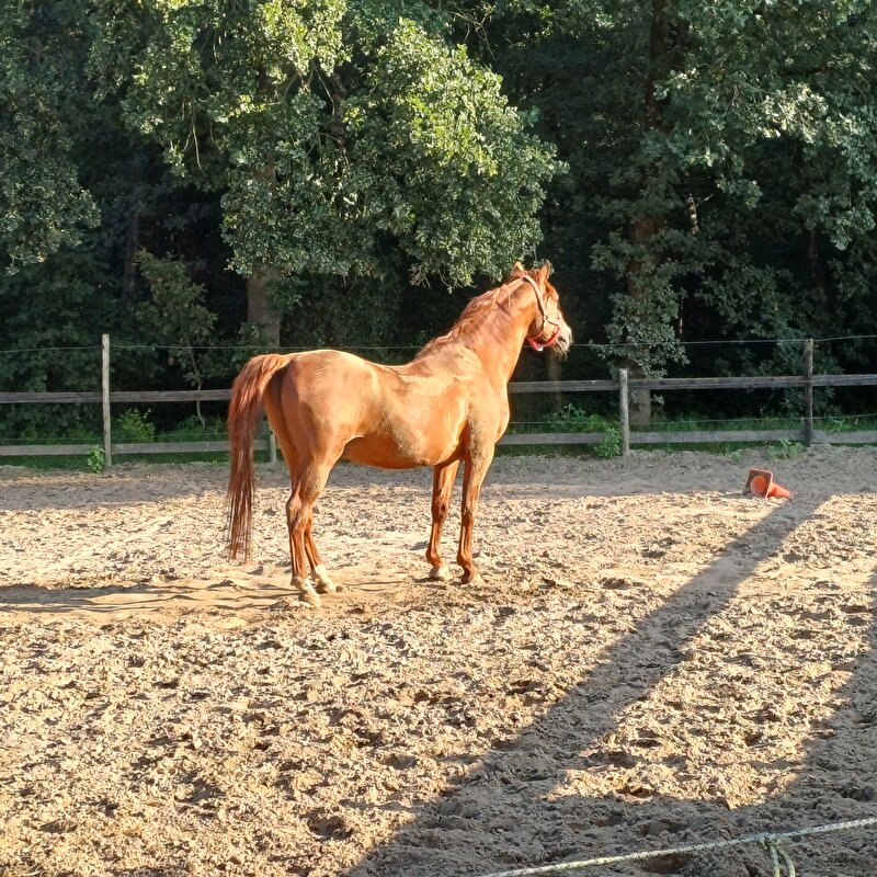 Afbeelding
