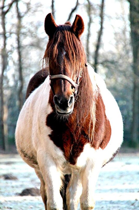 Afbeelding