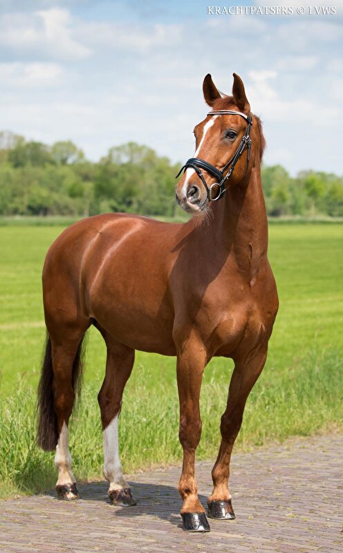Afbeelding