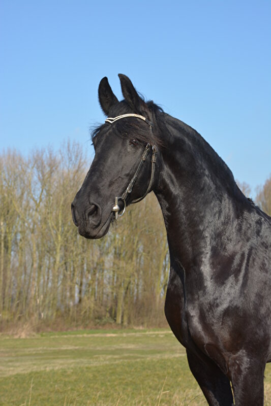 Afbeelding