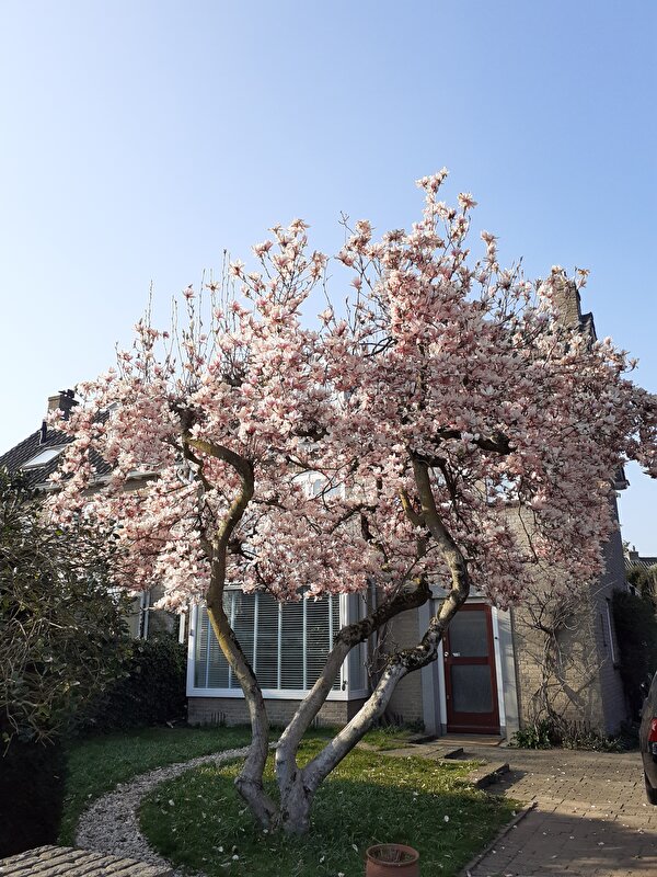 Afbeelding