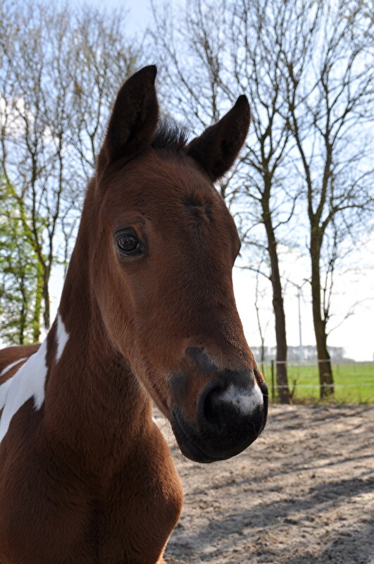 Afbeelding