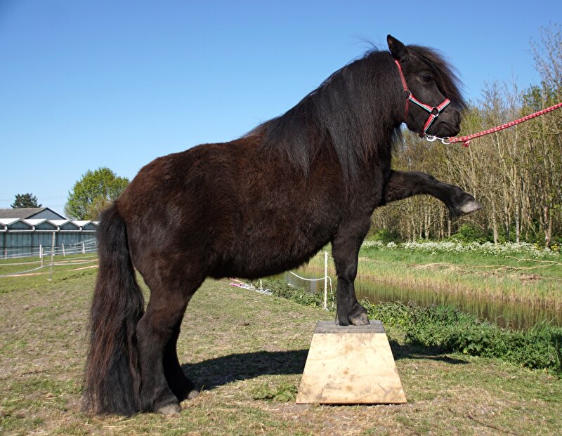 Afbeelding