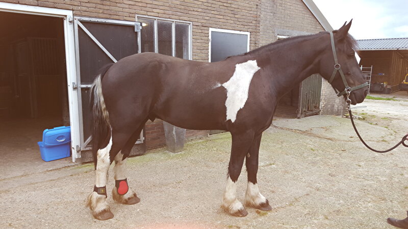 Afbeelding