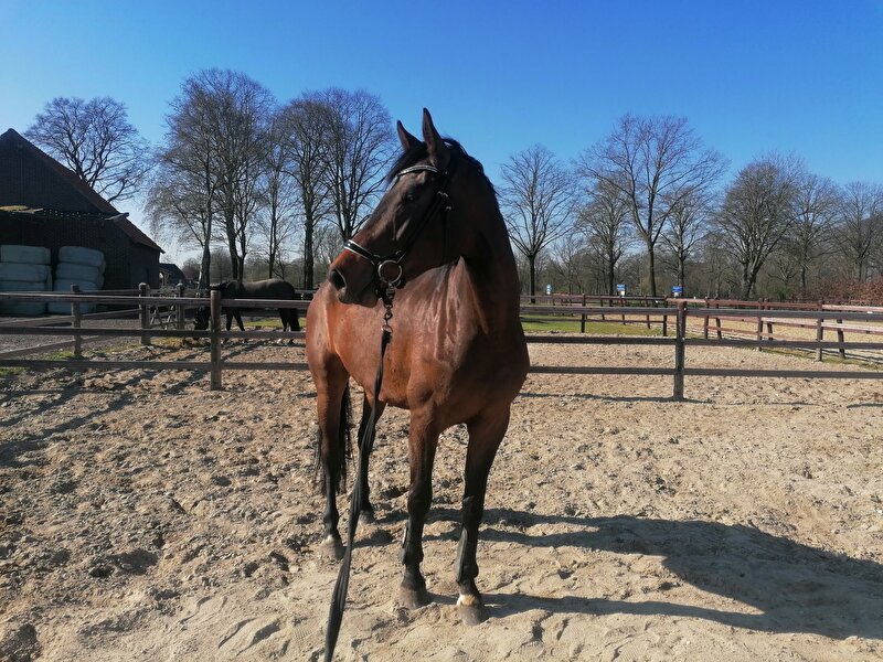 Afbeelding