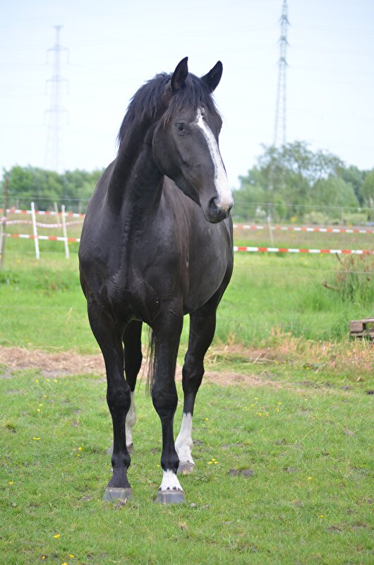 Afbeelding