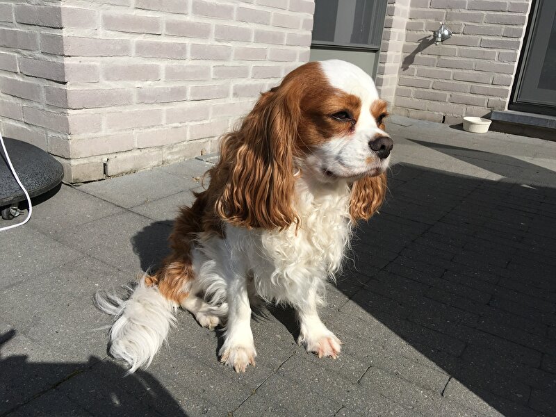 Afbeelding