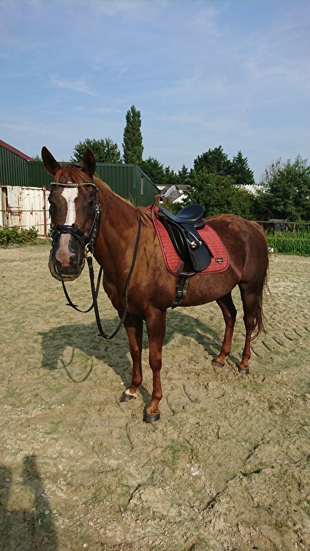 Afbeelding