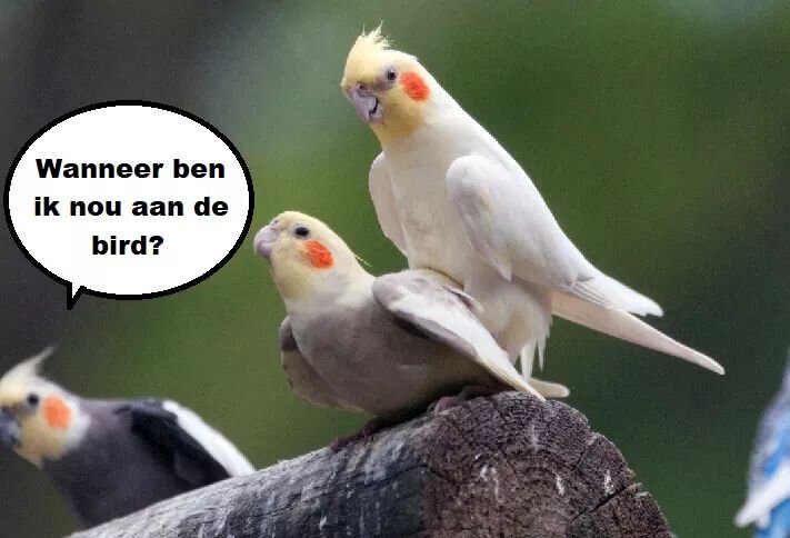 Afbeelding