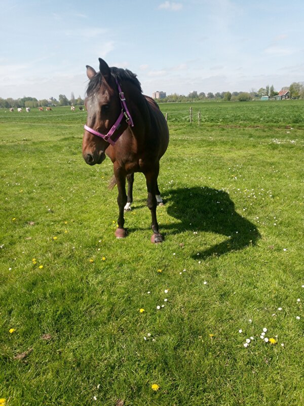Afbeelding