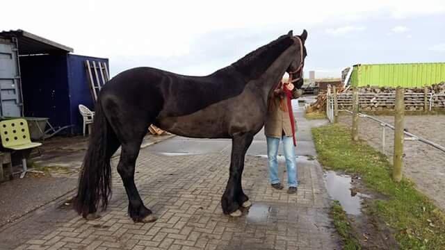 Afbeelding