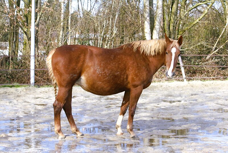 Afbeelding