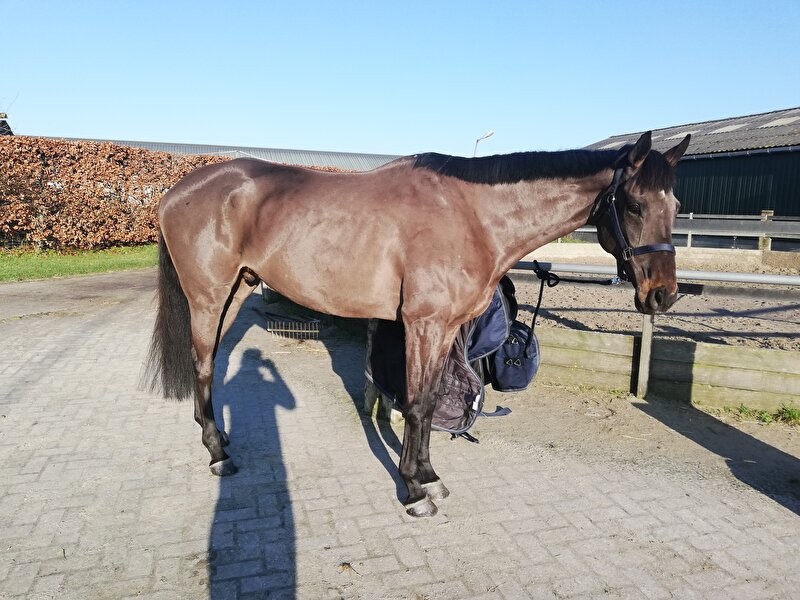 Afbeelding