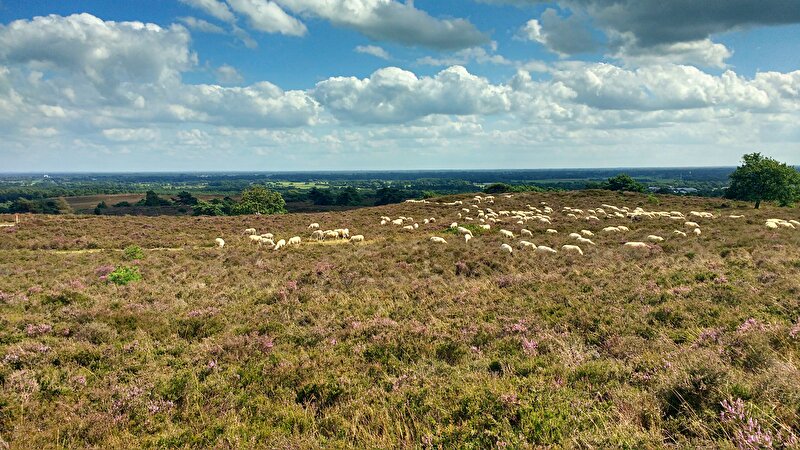Afbeelding