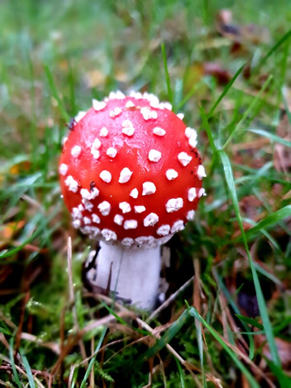 Afbeelding