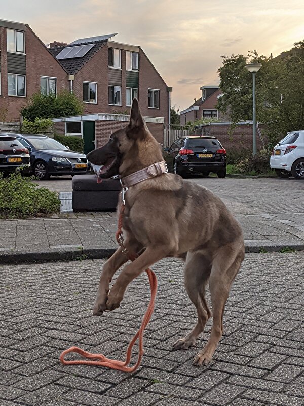 Afbeelding