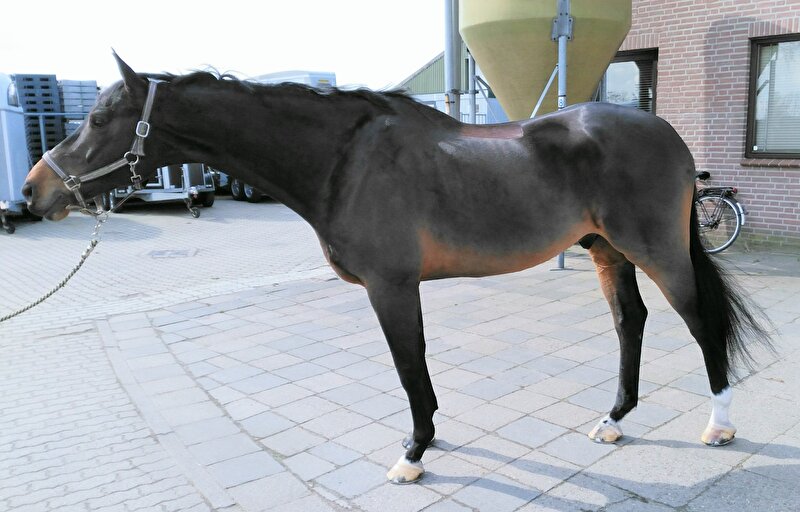 Afbeelding