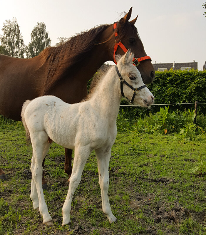 Afbeelding