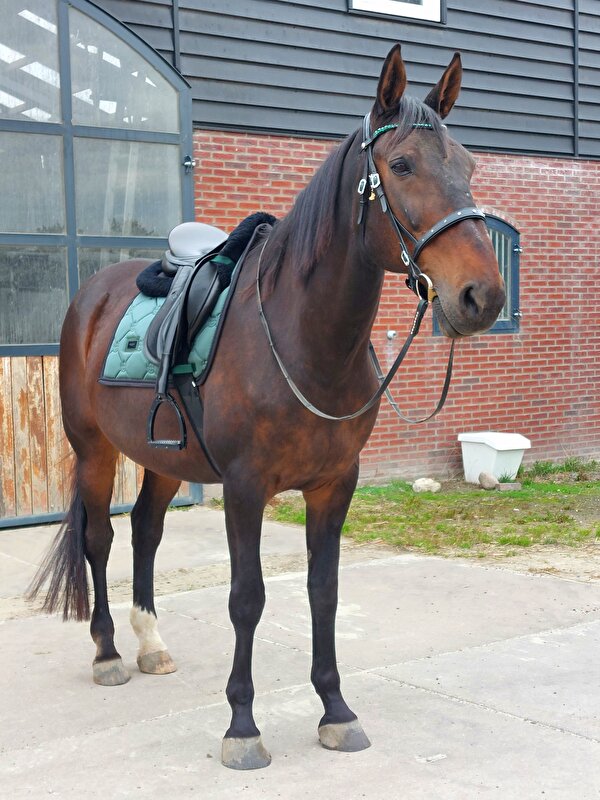 Afbeelding