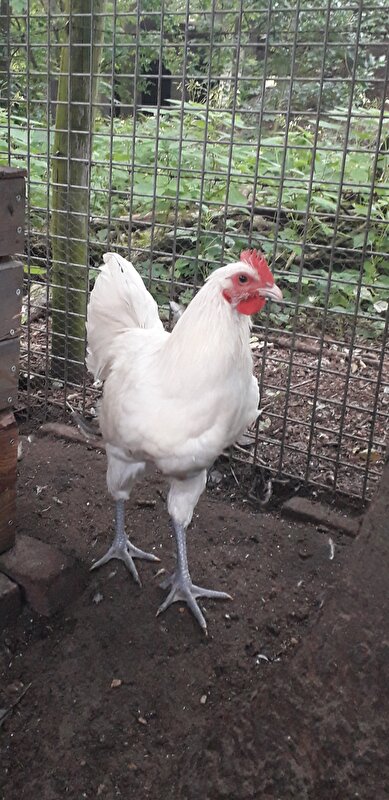 Afbeelding