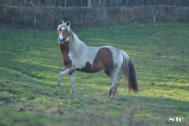 Afbeelding