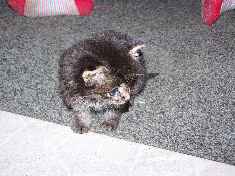 Volgtopic kitten Maine Coon kruising - Update p2 • Bokt.nl