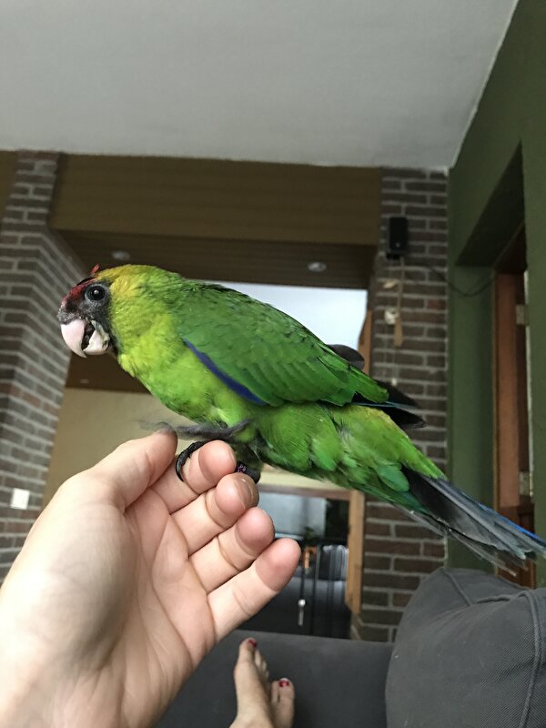 Afbeelding