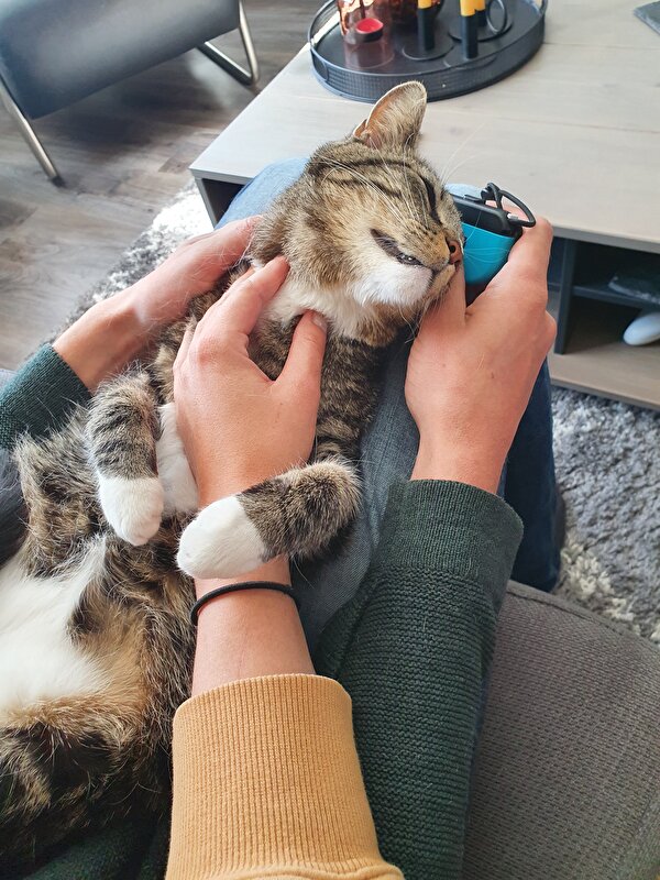 Afbeelding