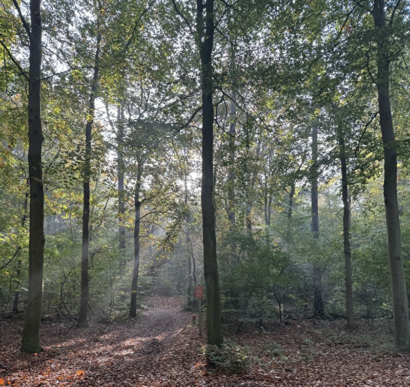 Afbeelding