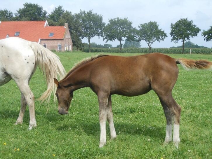 Afbeelding