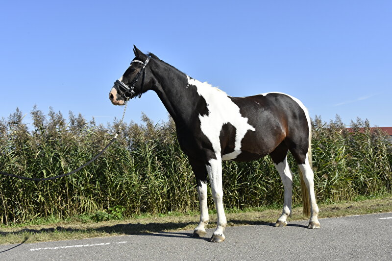 Afbeelding