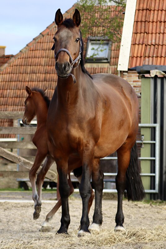 Afbeelding