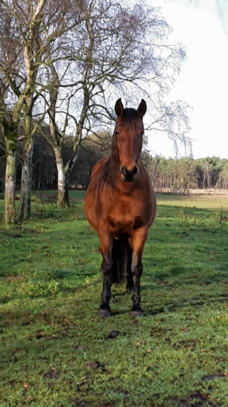 Afbeelding