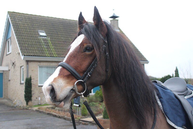 Afbeelding