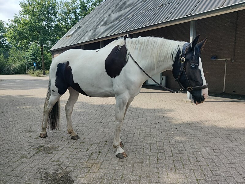 Afbeelding