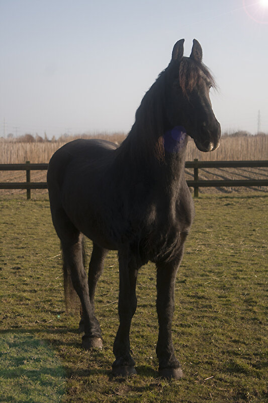 Afbeelding