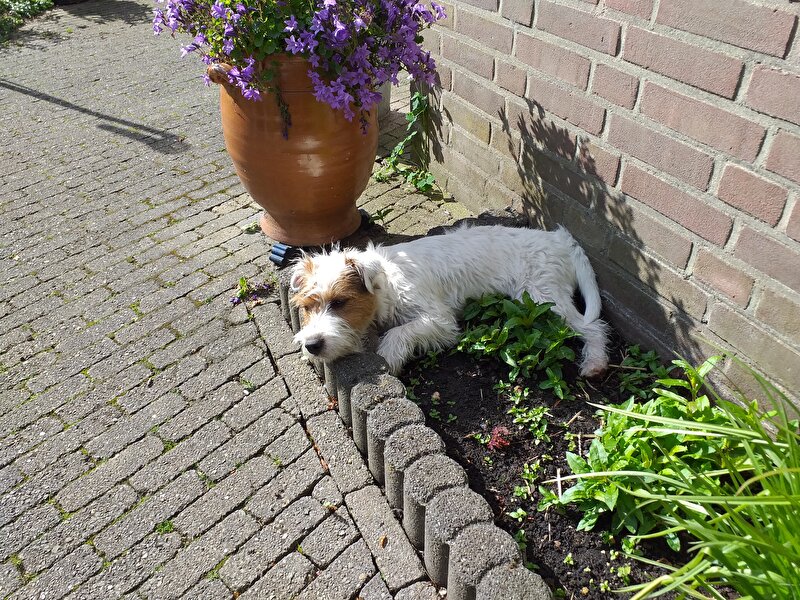 Afbeelding