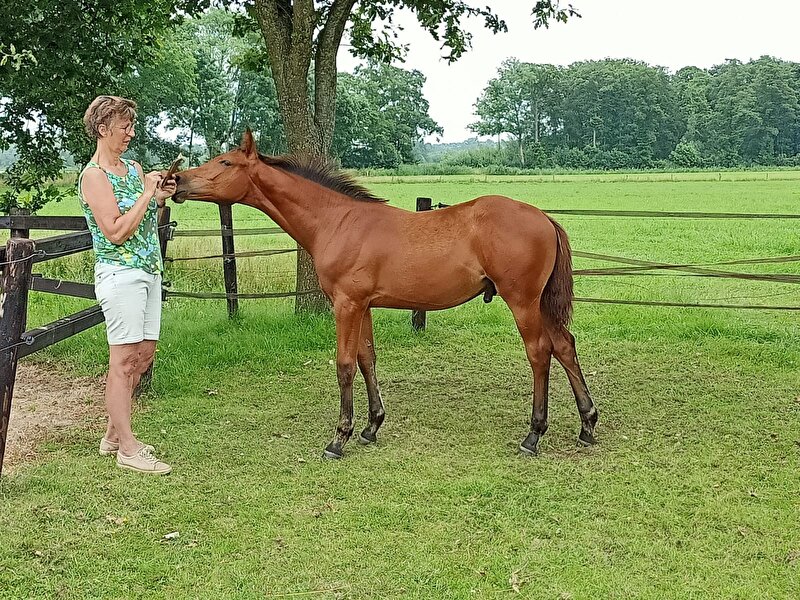 Afbeelding