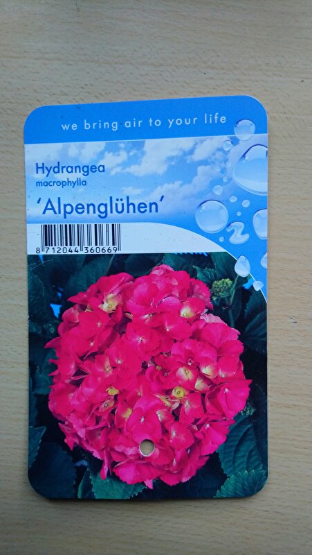 Afbeelding
