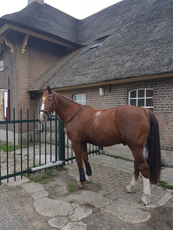 Afbeelding